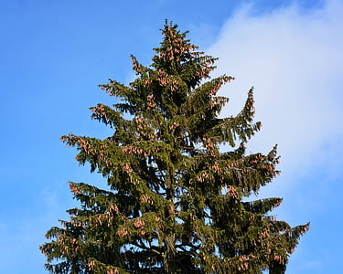 crown, top, tree, fir, spruce, sky, treetop