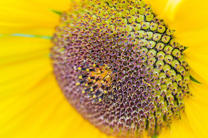 bunga matahari, helianthus annuus, Blossom, mekar, Tutup, makro, bunga matahari