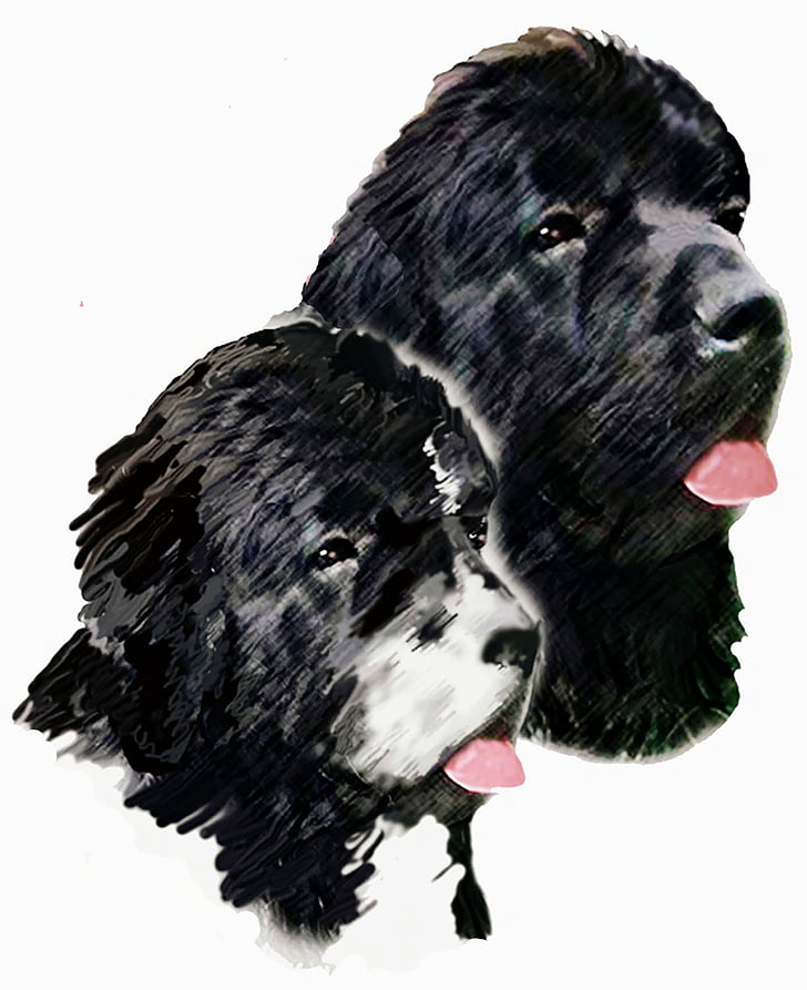 ภาพวาด, สุนัข, นิวฟาวด์แลนด์สุนัข, landseer, สัตว์, ศึกษาหัว
