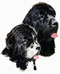 schilderij, honden, Newfoundland honden, Landseer, dieren, hoofd onderzoek