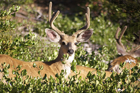 deer, bucks, stag, wildlife, mammal, male, whitetail