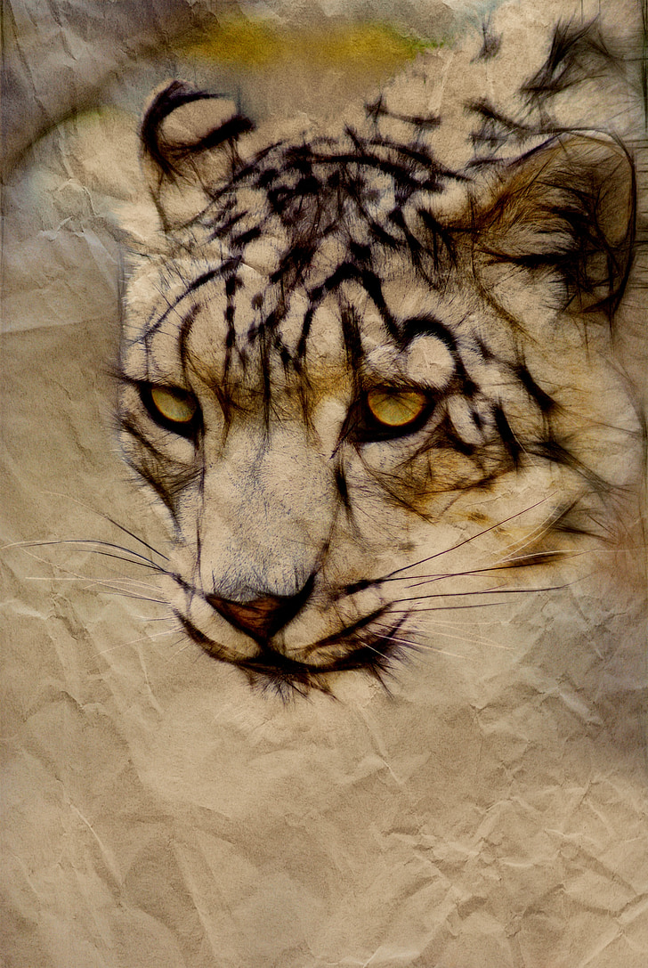 Snow leopard, kočka, kočkovitá šelma, zvíře, Příroda, savec, Wild