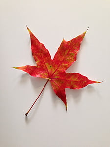 Maple lišća, jesen, biljka, Listovi