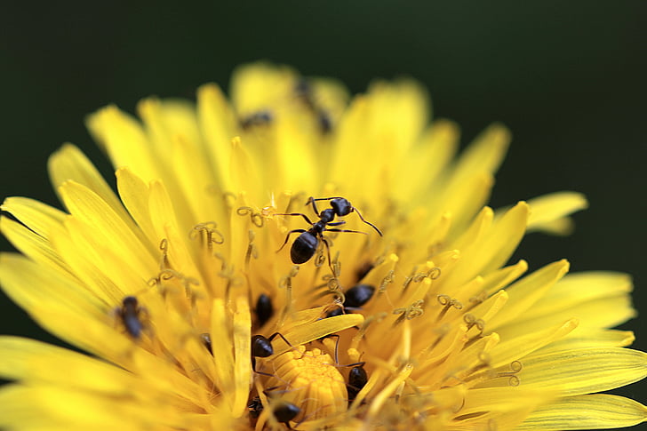 Sonchus oleraceus, fourmis, jaune, fleur, moniales, macro, champ de pissenlit
