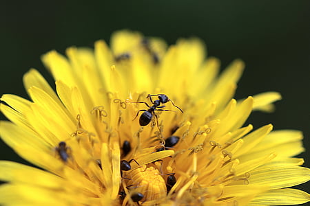 Sonchus oleraceus, semut, kuning, bunga, Rahib-rahib perempuan, makro, Dandelion bidang