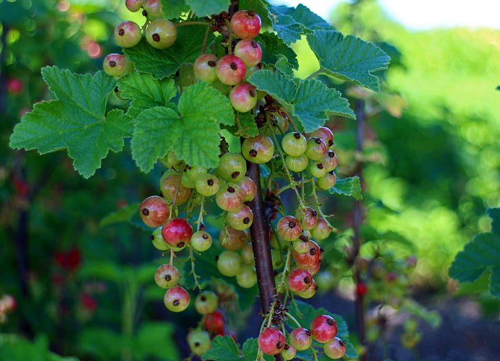 quả phúc bồn tử, Ribes, gooseberry nhà kính, currant, màu đỏ, Tổng thống Bush, cây bụi trang trí