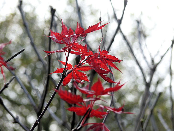 Herbst Blatt, Blatt, Herbst, rot, Blätter, Bäume, Park