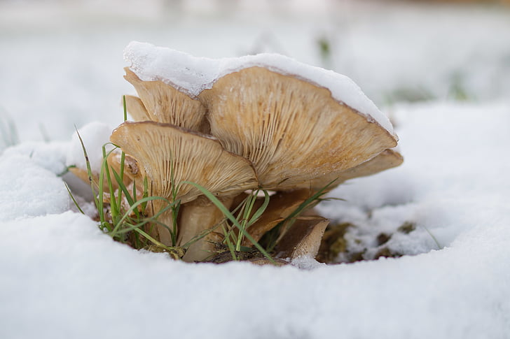 close-up, cold, mushrooms, snow, toadstools, winter