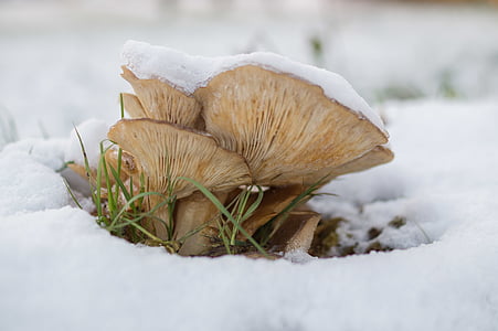 close-up, kolde, svampe, sne, paddehatte, vinter