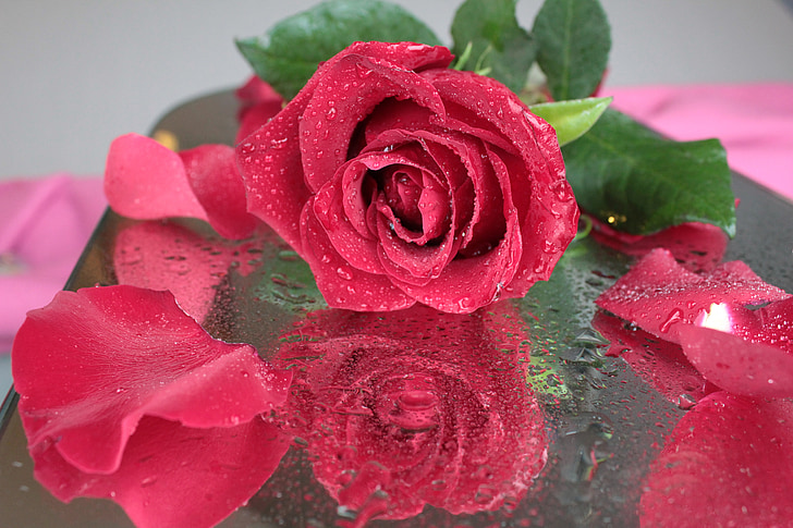 Rosa, flor, rosa vermella, bella flor, gotes, pètals