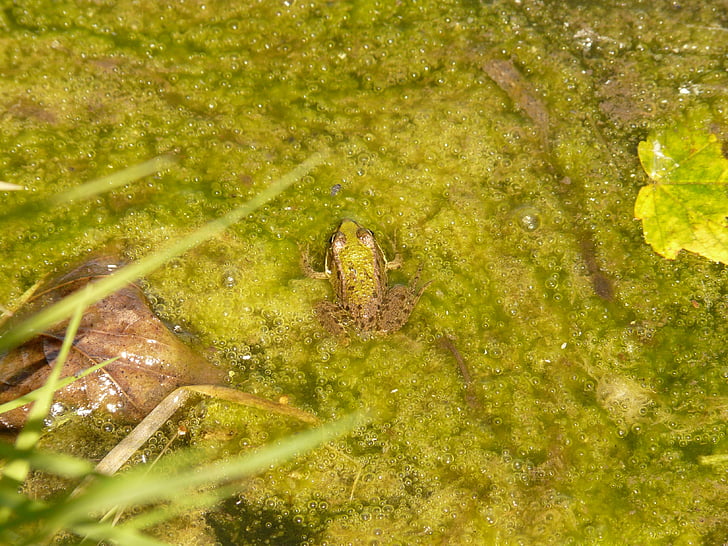 žaba, drevesna žaba, živali, zelena, vode, dvoživk
