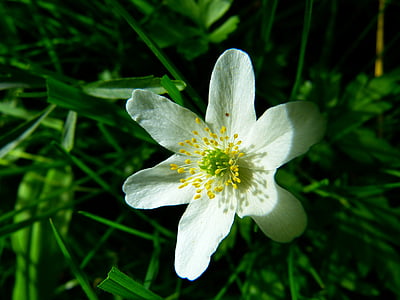 čtyřlisté, květ, Bloom, hahnenfußgewächs, bílá, Anemone, závod