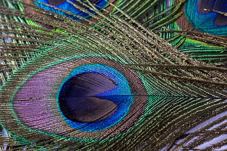 peacock, feather, eye, peacock feather, plumage, colorful, bird