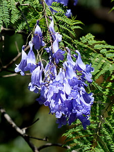 bellflower, purple, hanging, flowers