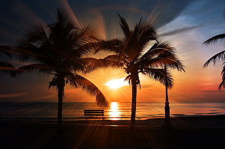 puesta de sol, Playa, Palma, atardecer de playa, Océano, mar, cielo