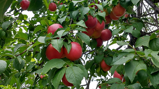 red plums, plum, ripe plums, plums on tree, fruit, red, ripe