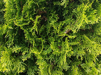 thuje, Thuja, textuur, patroon, achtergrond, Levensboom, boom