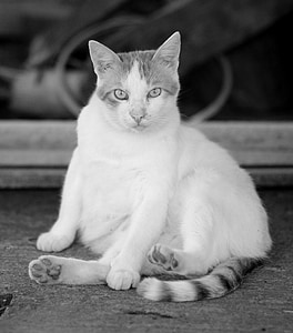 con mèo, trắng, lười biếng, nơi cư trú