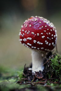 森林, 秋天, 蘑菇, 有毒, 飞金顶, 红色, 真菌