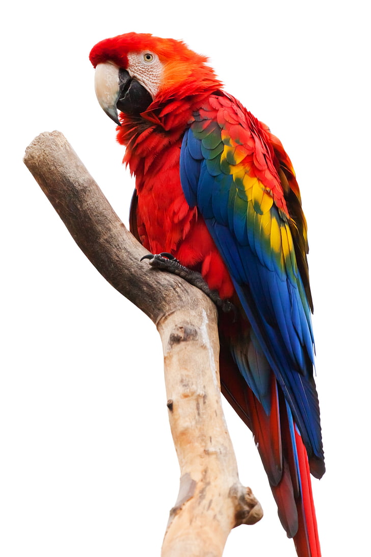 red, parrot, brown, tree, branch, view, day