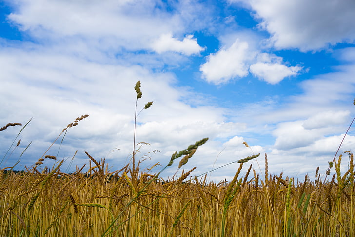 поле, небе, синьо, орни, пшеница, облаците