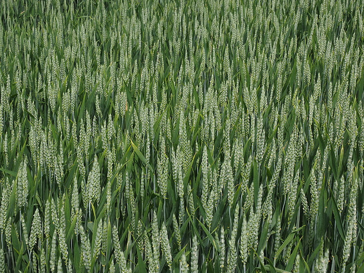 pšeničné pole, pšenice, spike pšenice, kukuřičné pole, špička, obiloviny, léto