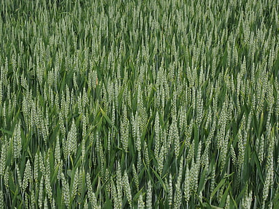 pšeničné polia, pšenica, pšenica špice, kukuričnom poli, Spike, obilniny, letné