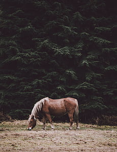brown, stallion, beside, green, trees, horse, tree