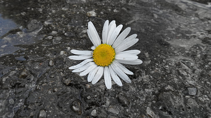 Daisy, blomma, Bílá