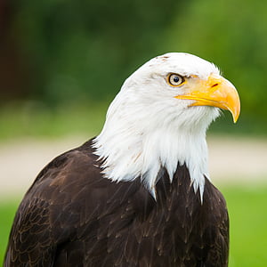 Adler, Raptor, animal héraldique, oiseau, Observatoire de l’aigle, fermer, oiseaux sauvages