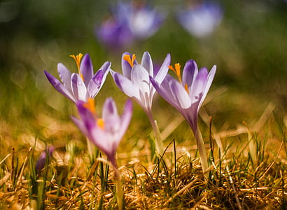 green, grass, purple, flower, petal, bloom, nature