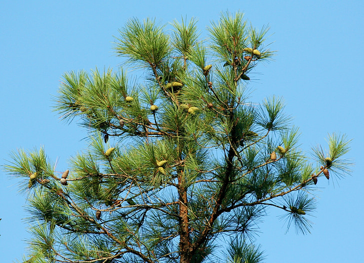 pine, tree, cones, coniferous, loblolly, southern yellow pine, evergreen