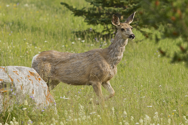 rusa, pegunungan, Alberta, alam, hewan, satwa liar, Taman
