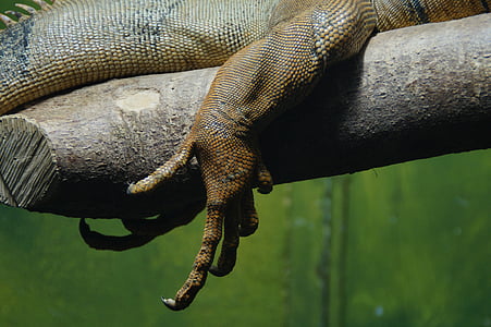 klauw, voet, draak, Iguana, reptielen, been, schaal