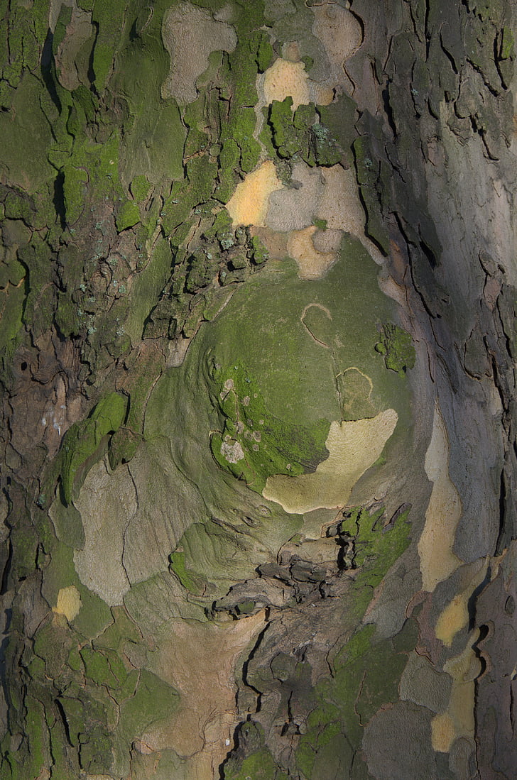 tree bark, bark, tribe, nature, landscape, pattern, structure