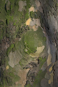 kulit pohon, kulit, suku, alam, pemandangan, pola, struktur