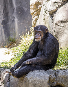 chimpanzee, animal, monkey, ape, primate, nature, wildlife