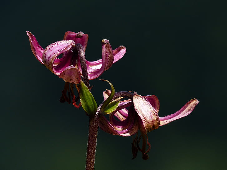 Turk Kappe Lilie, Blume, Blüte, Bloom, dunkelrosa, lila, dunkel violett