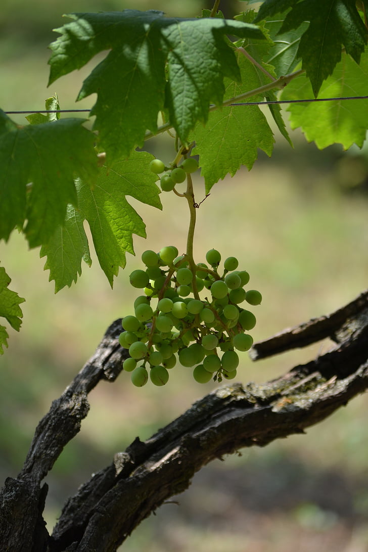 viinamari, puu, Itaalia, loodus, põllumajandus, roheline, Vineyard