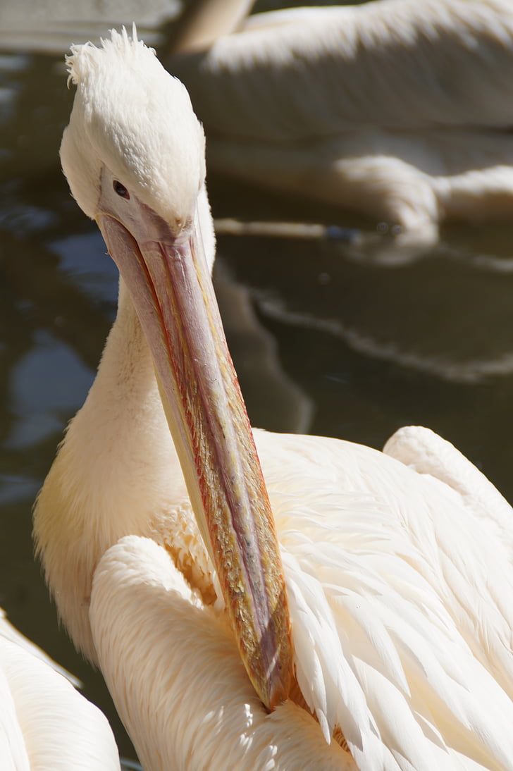 pelikan, เรียกเก็บเงิน, แนวตั้ง, หัว, ภาพสัตว์, ปิด, นก