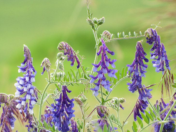 flowers, purple, lupine, nature, flower, lavender, plant