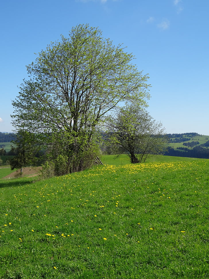 puu, niitty, kevään, maisema, Puola, Polyana, vihreä