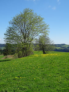 tree, meadow, spring, landscape, poland, polyana, green