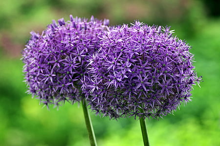 Dekoratyviniai česnakai, didžiulis, rutulys, gėlė, violetinė, rutulio formos, sodas