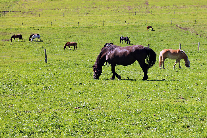 grasland, paarden, Horse pasture, koppeling, natuur, dier, grazen