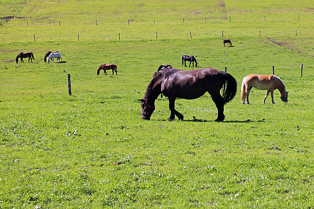 牧草地, 馬, 馬の牧草地, カップリング, 自然, 動物, 放牧