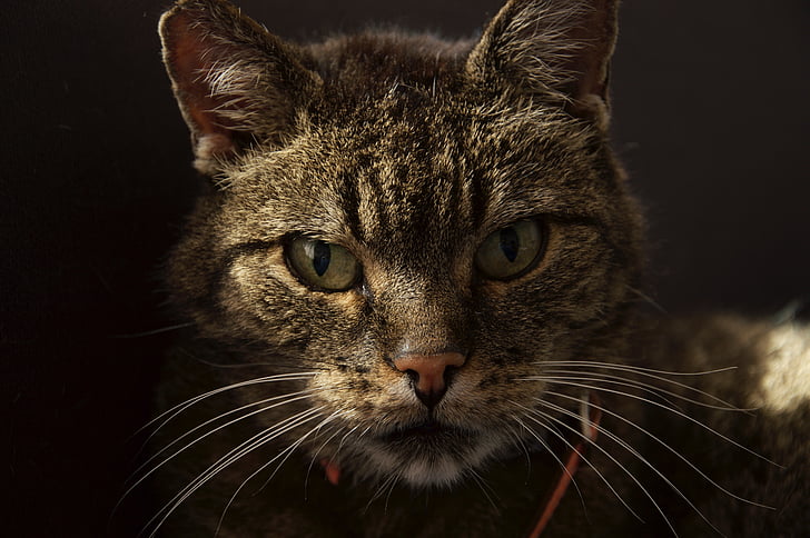 cat, calm, look, whiskers, domestic cat, one animal, whisker