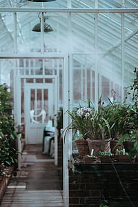 greenhouse, plants, nature, garden, flowers, plant, gardening