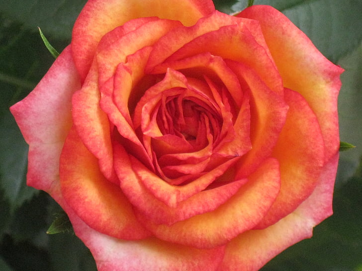 màu da cam, Hoa hồng, Hoa, nở hoa, hương thơm, Làm đẹp, Blossom