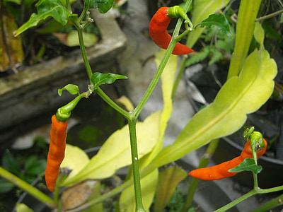 chili, Lombok, rød, orange, grøn, blad, planter